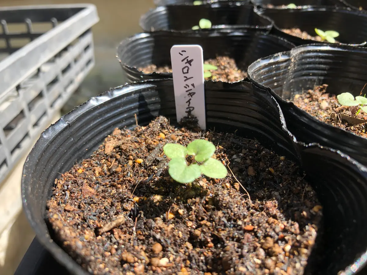 初体験 種からのパンジー。｜そだレポ（栽培レポート）bytomo74