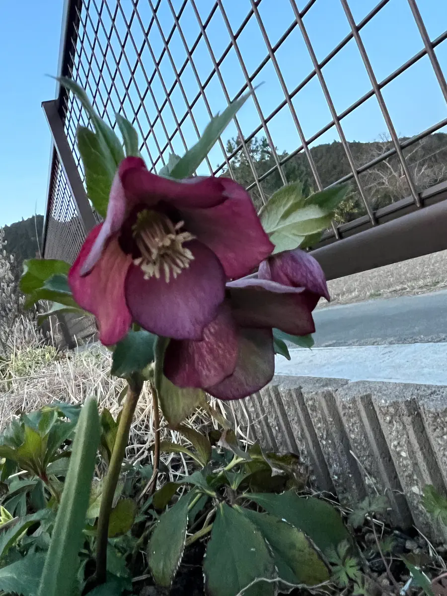 赤目天使 Big RoBird #2（2 レイ 赤目天使 RoBird Big）