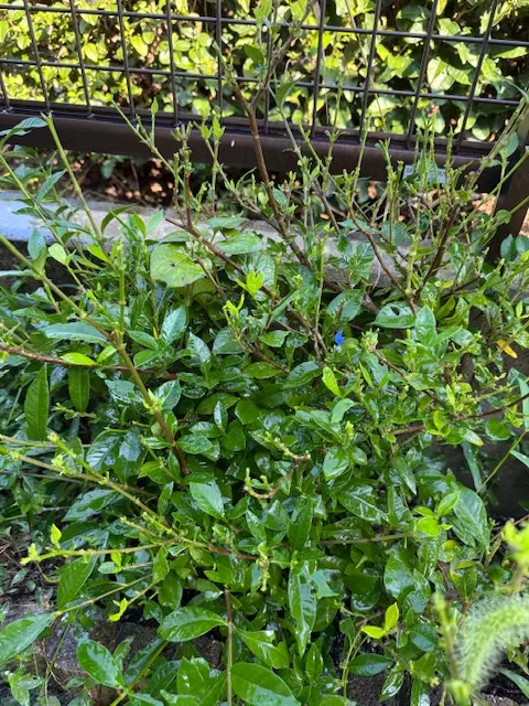 クチナシ☆八重咲き｜そだレポ（栽培レポート）byまサプリ｜みんなの