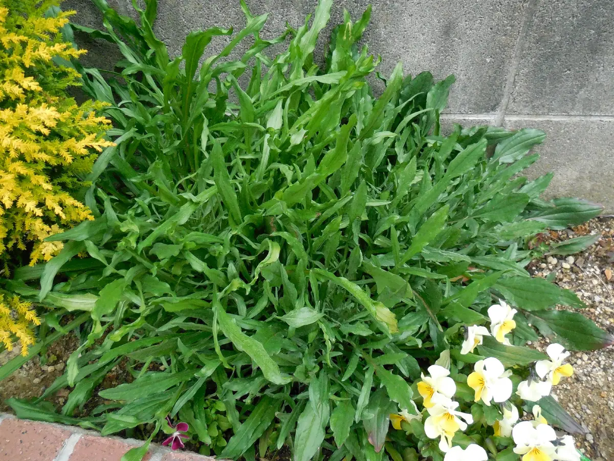 完 ダイソーの八重矢車草2020－2021｜そだレポ（栽培レポート）by10式