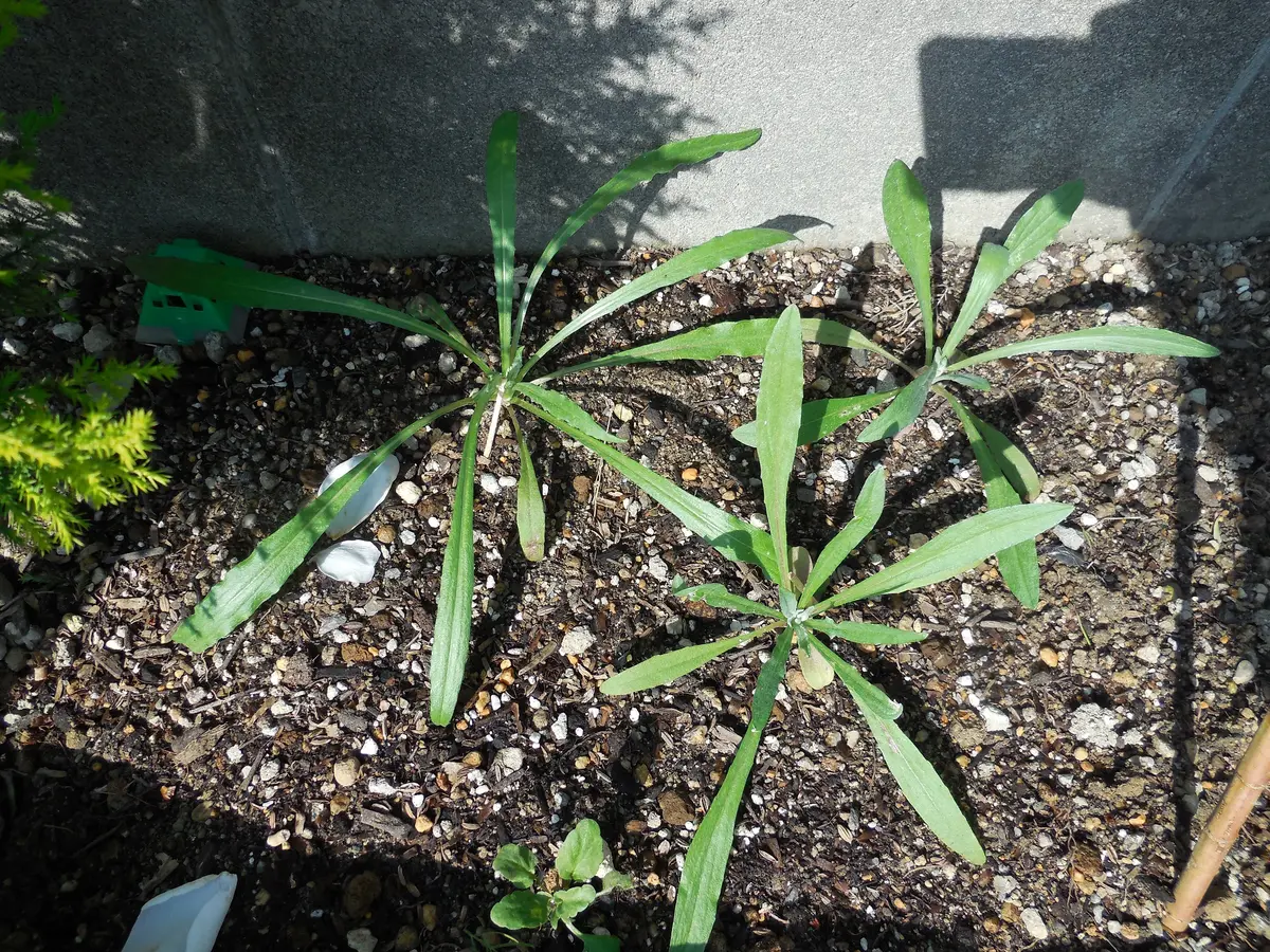 完 ダイソーの八重矢車草2020－2021｜そだレポ（栽培レポート）by10式