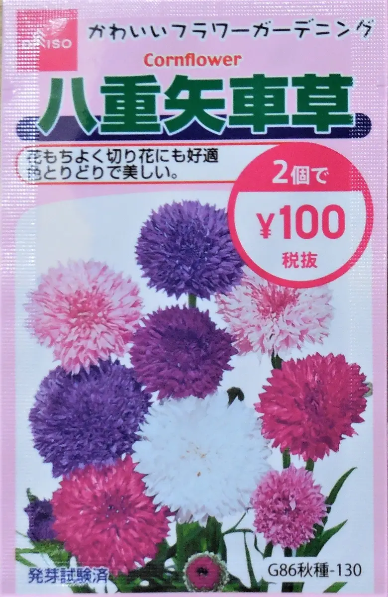 完 ダイソーの八重矢車草2020－2021｜そだレポ（栽培レポート）by10式