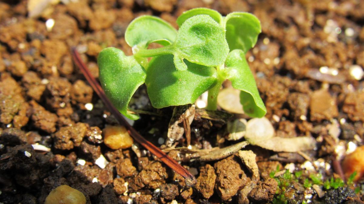 野草のスズメウリを盆栽風に育ててみたい｜その他の植物のそだレポ