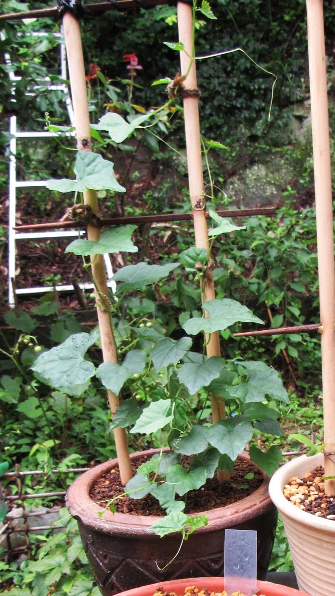 野草のスズメウリを盆栽風に育ててみたい｜その他の植物のそだレポ