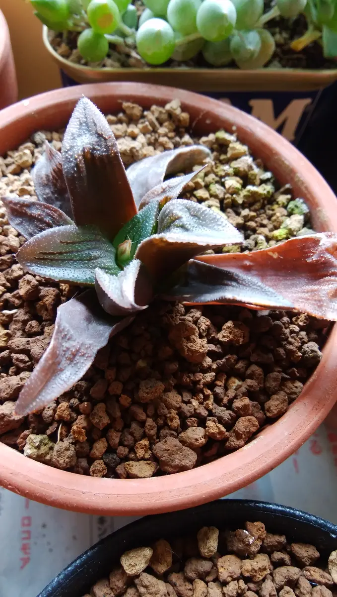 原種】 ハオルチア マクマトリー 斑入り H. mcmurtryi variegata