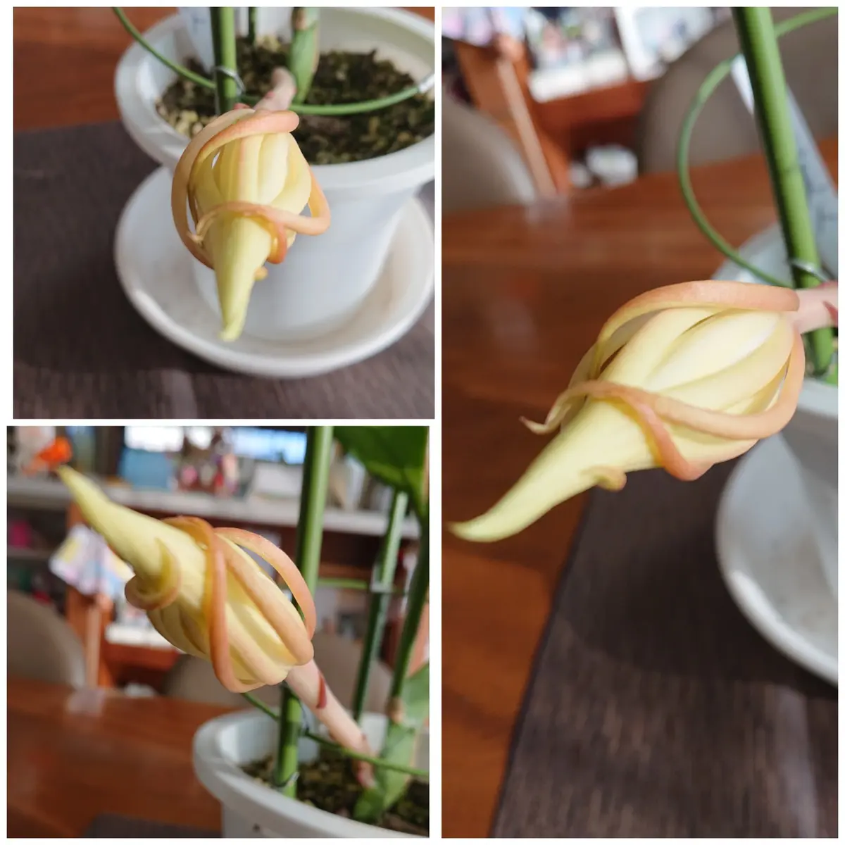 月下美人『十三夜美人』を挿し穂から育てる😃｜そだレポ（栽培レポート