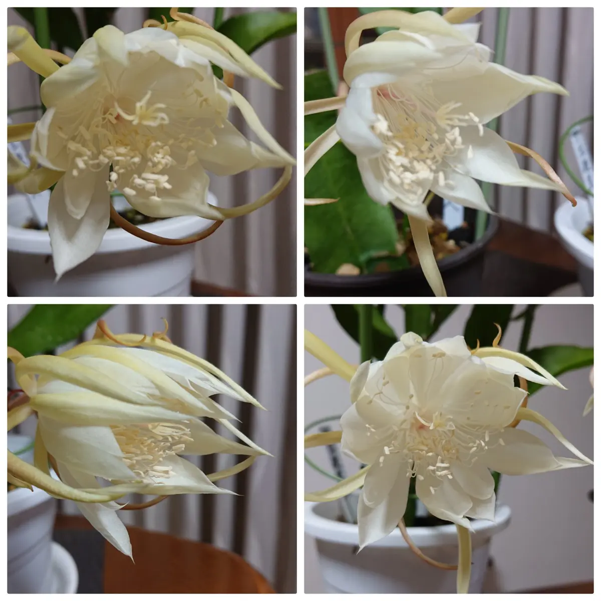 月下美人『十三夜美人』を挿し穂から育てる😃｜そだレポ（栽培レポート