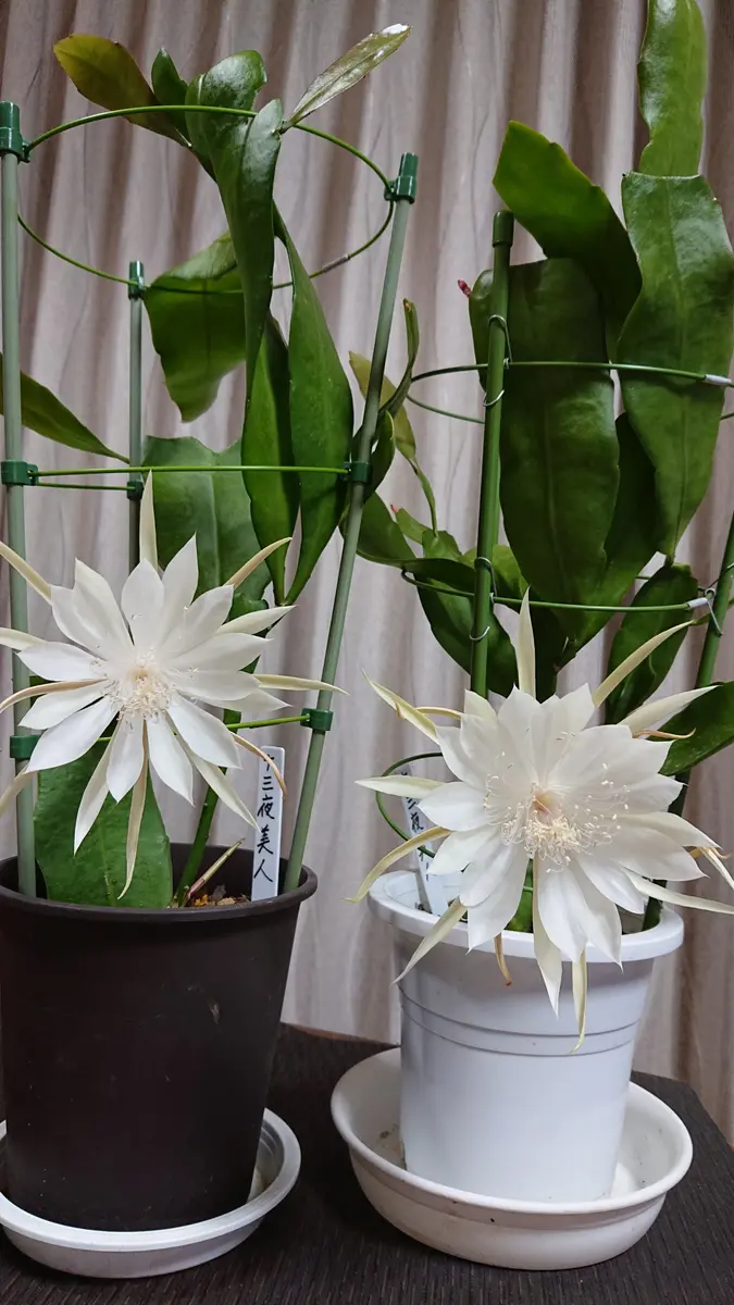 月下美人『十三夜美人』を挿し穂から育てる😃｜そだレポ（栽培レポート