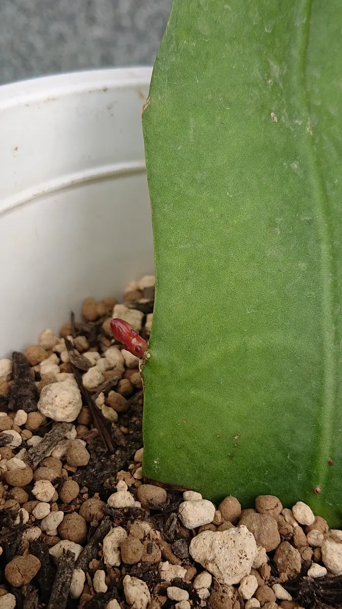 月下美人『十三夜美人』を挿し穂から育てる😃｜そだレポ（栽培レポート