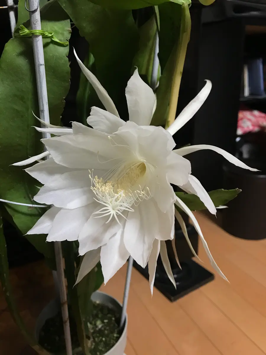 月下美人 恵比寿美人の開花｜そだレポ（栽培レポート）byKinako-shiba