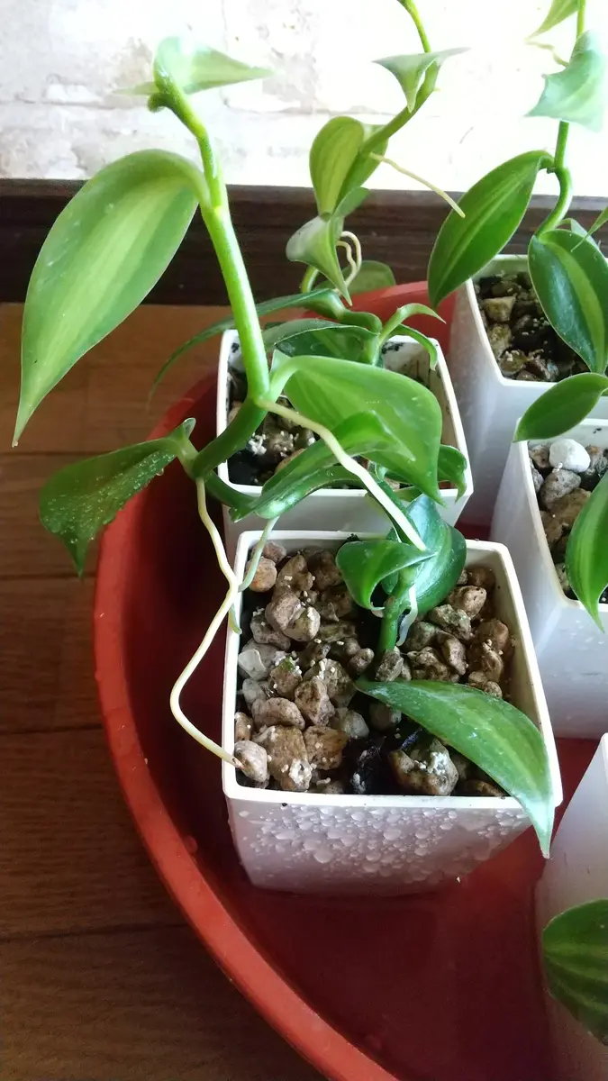 バニラ　斑入り　苗　バニラビーンズ　1 バニラの木【花苗 10.5cmポット／1個売り】｜ 【植物のITANSE