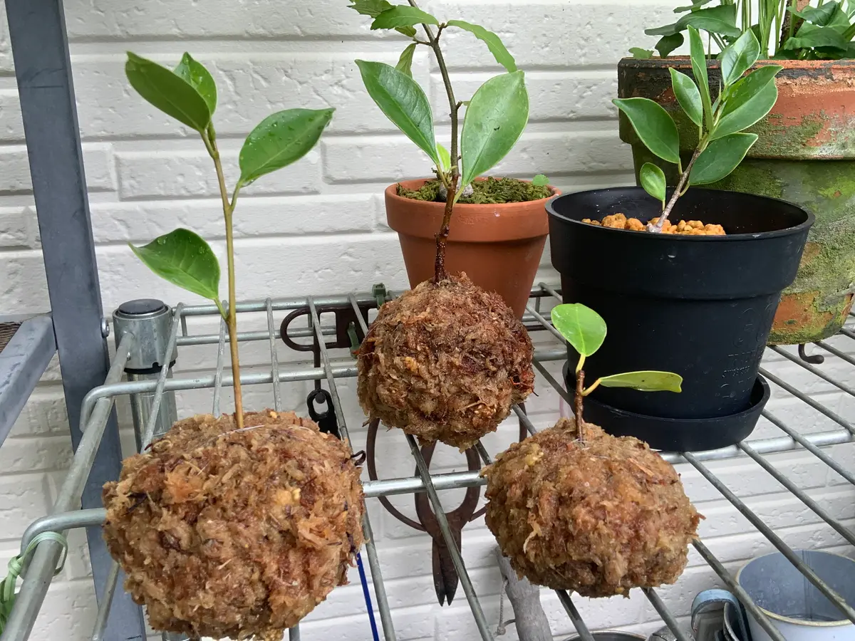 苔玉の育て方 屋久島土産 ガジュマル 観葉植物のある暮らし 山口