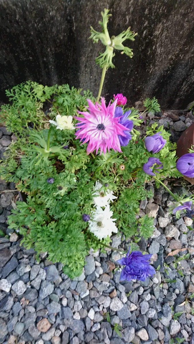 初めての“アネモネ”にチャレンジ｜そだレポ（栽培レポート）byごつむし