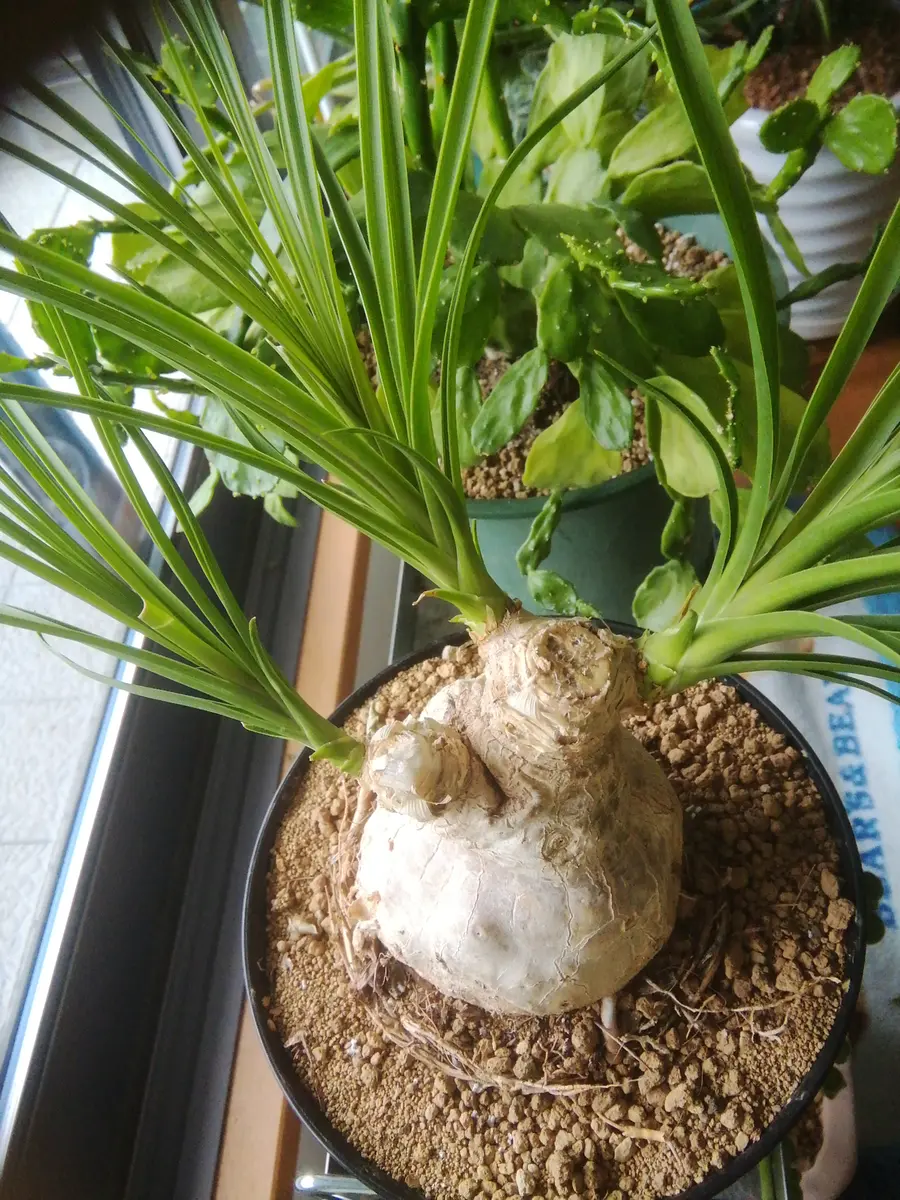 幹太 トックリラン 枝分かれ a00828ae289b949319a6c61bce8b85