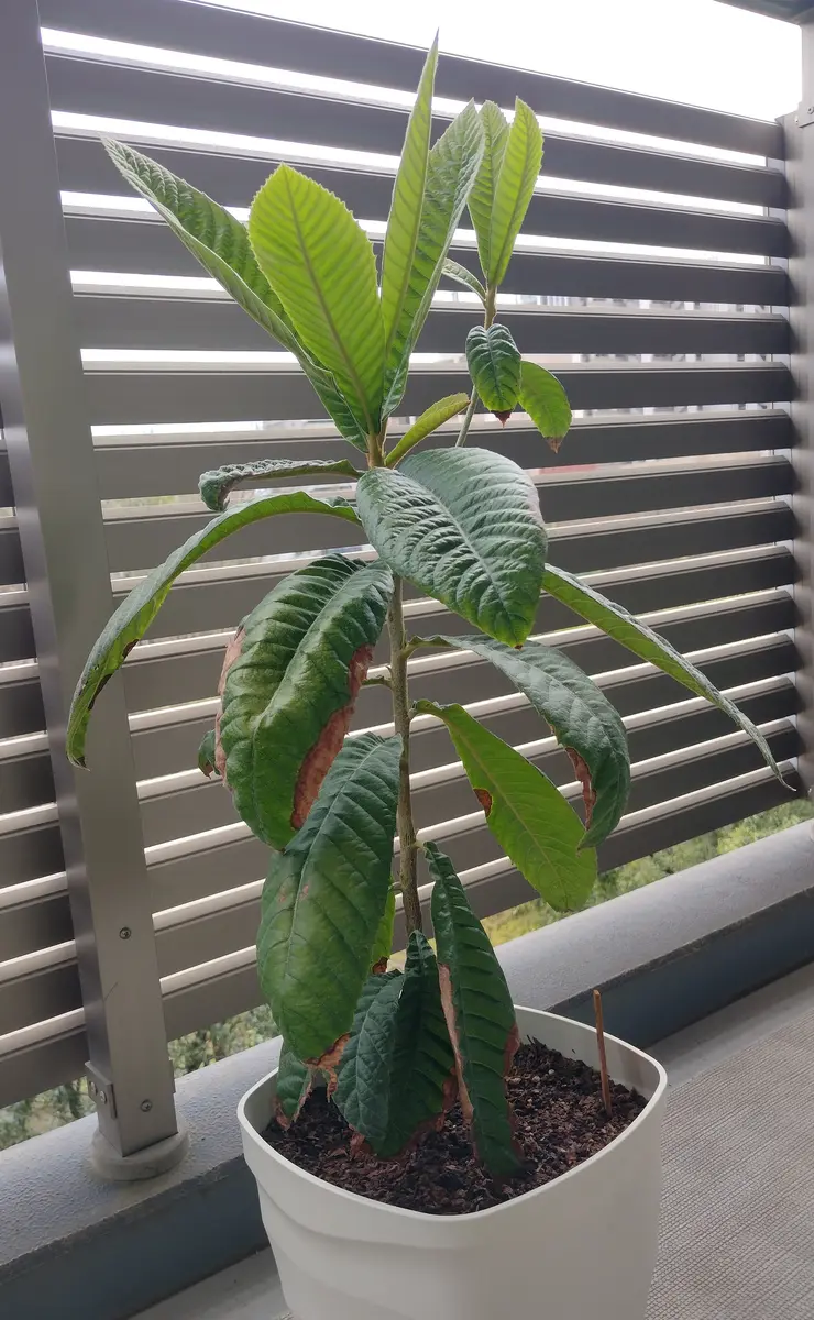 実生の枇杷は何年で結実するでしょう❓2020→2025｜そだレポ（栽培