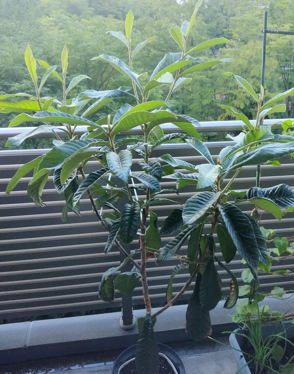 How to grow loquat from store-bought loquat - YouTube