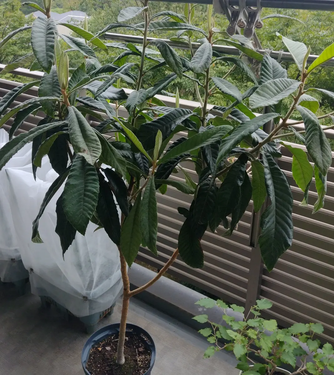 ビワ 8年生 実生苗 種から育てました。 種から育てたビワ あれからどうなった？/春に植え替えて半年