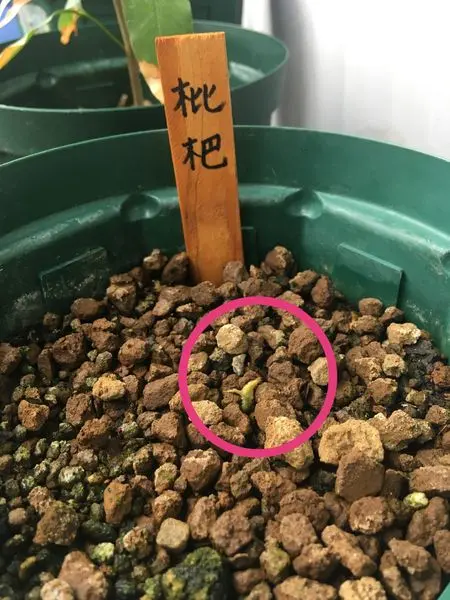 実生の枇杷は何年で結実するでしょう❓2020→2025｜そだレポ（栽培