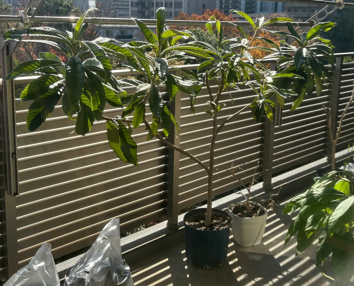 実生の枇杷は何年で結実するでしょう❓2020→2025｜そだレポ（栽培