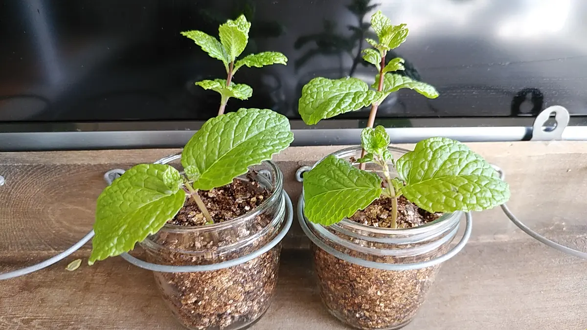 スペアミント］モヒートが飲みたい｜そだレポ（栽培レポート）byCôte-d