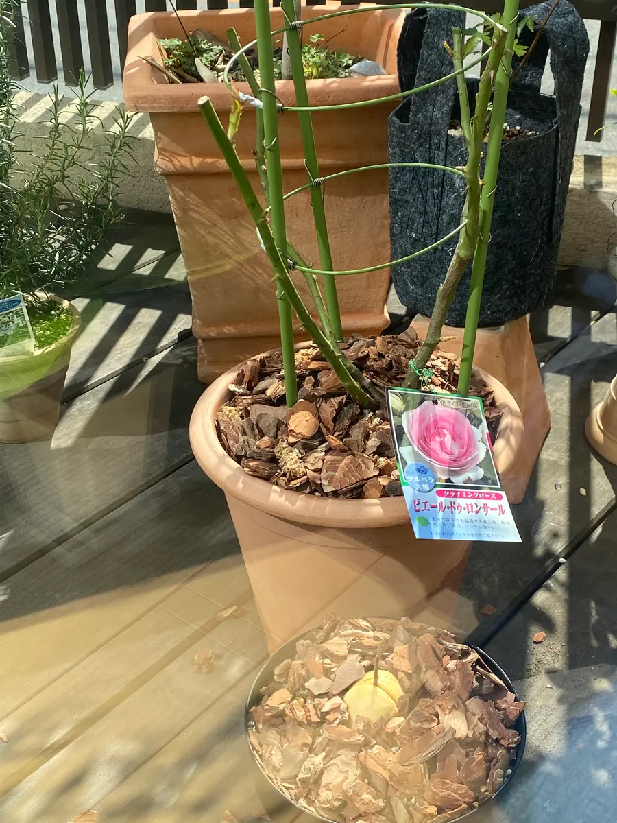 薔薇に挑戦。ピエールドゥロンサール。鉢から地植えで爆伸び｜そだレポ