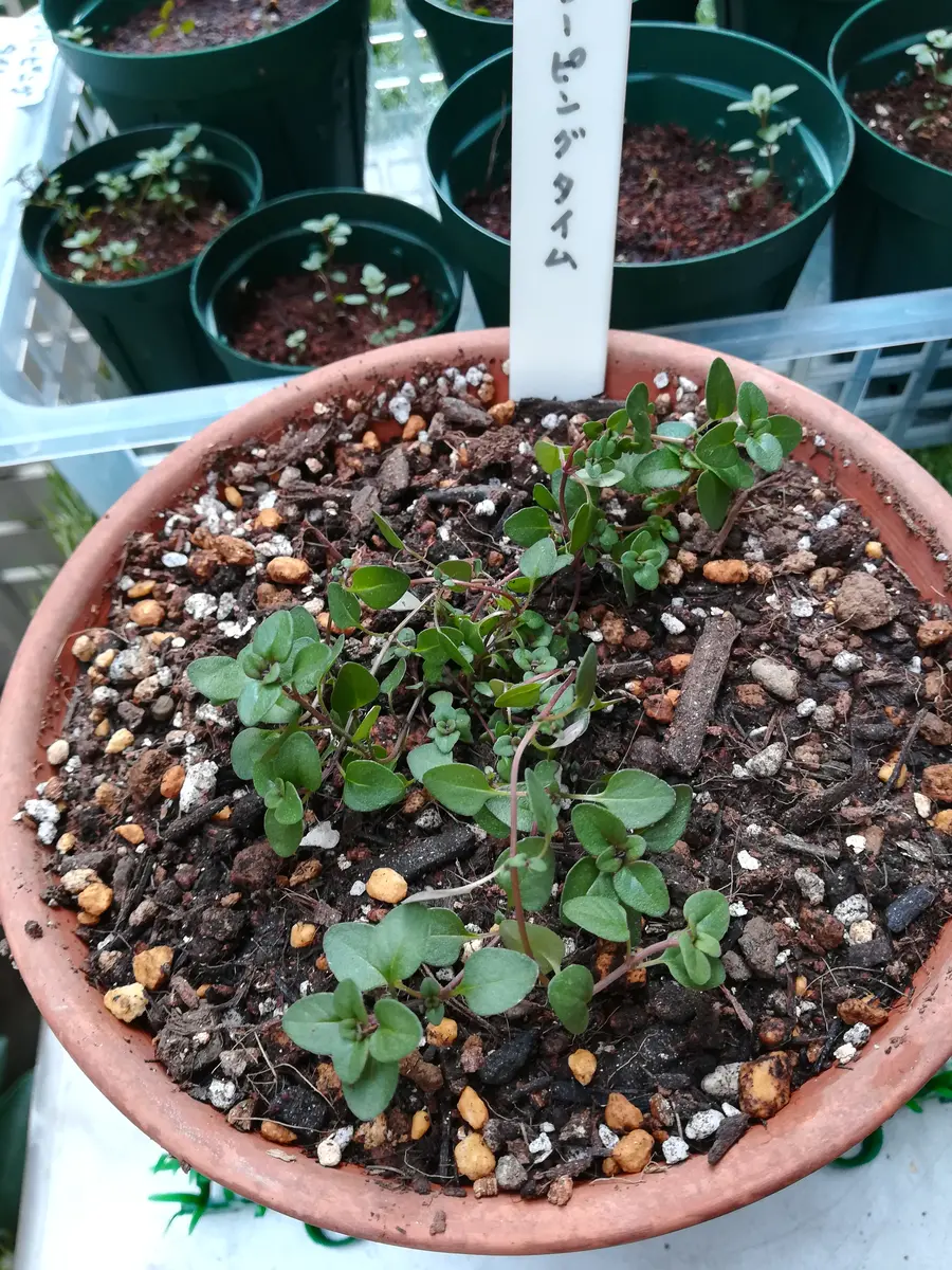 種から育てるクリーピングタイム｜そだレポ（栽培レポート）byディスコ