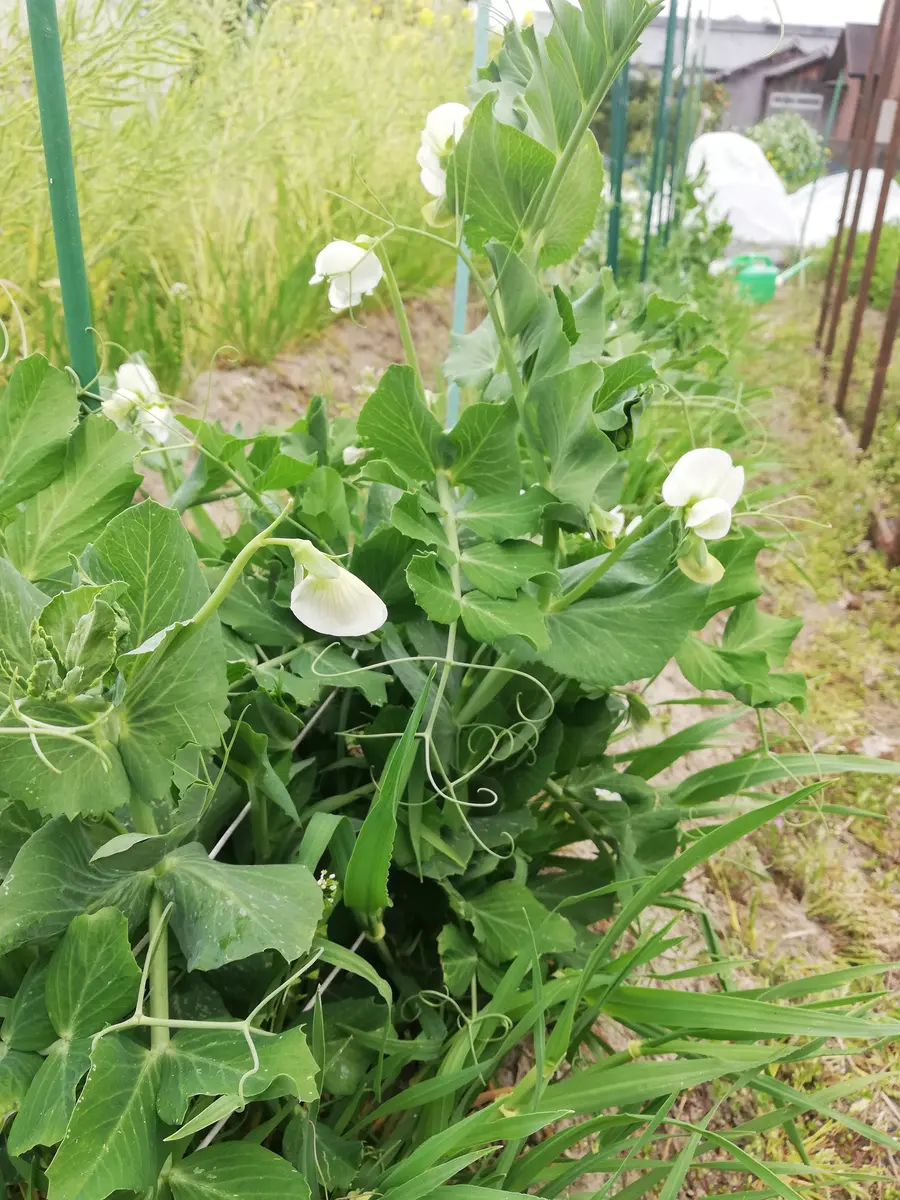 つる なし スナップ エンドウ