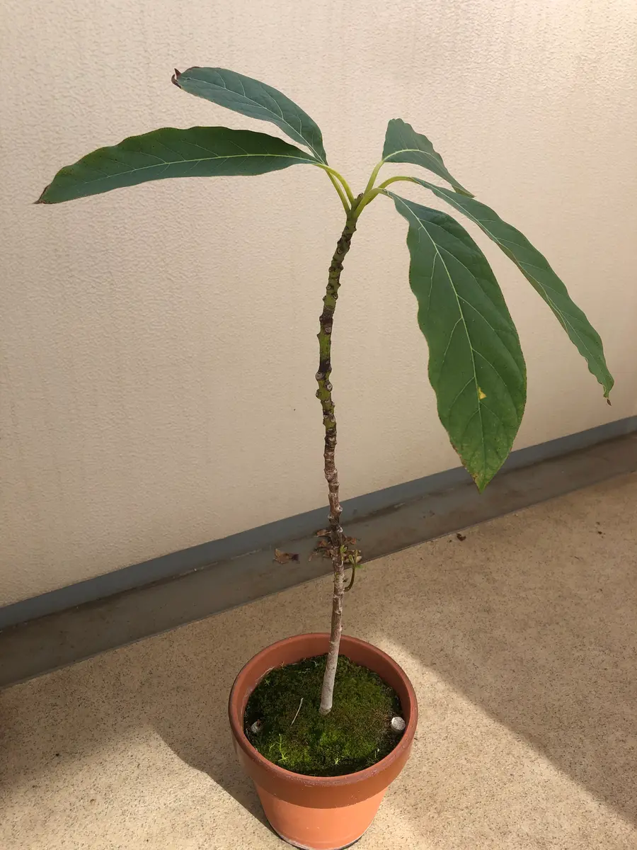 アボカドをベランダで育ててみよう(^^)｜そだレポ（栽培レポート