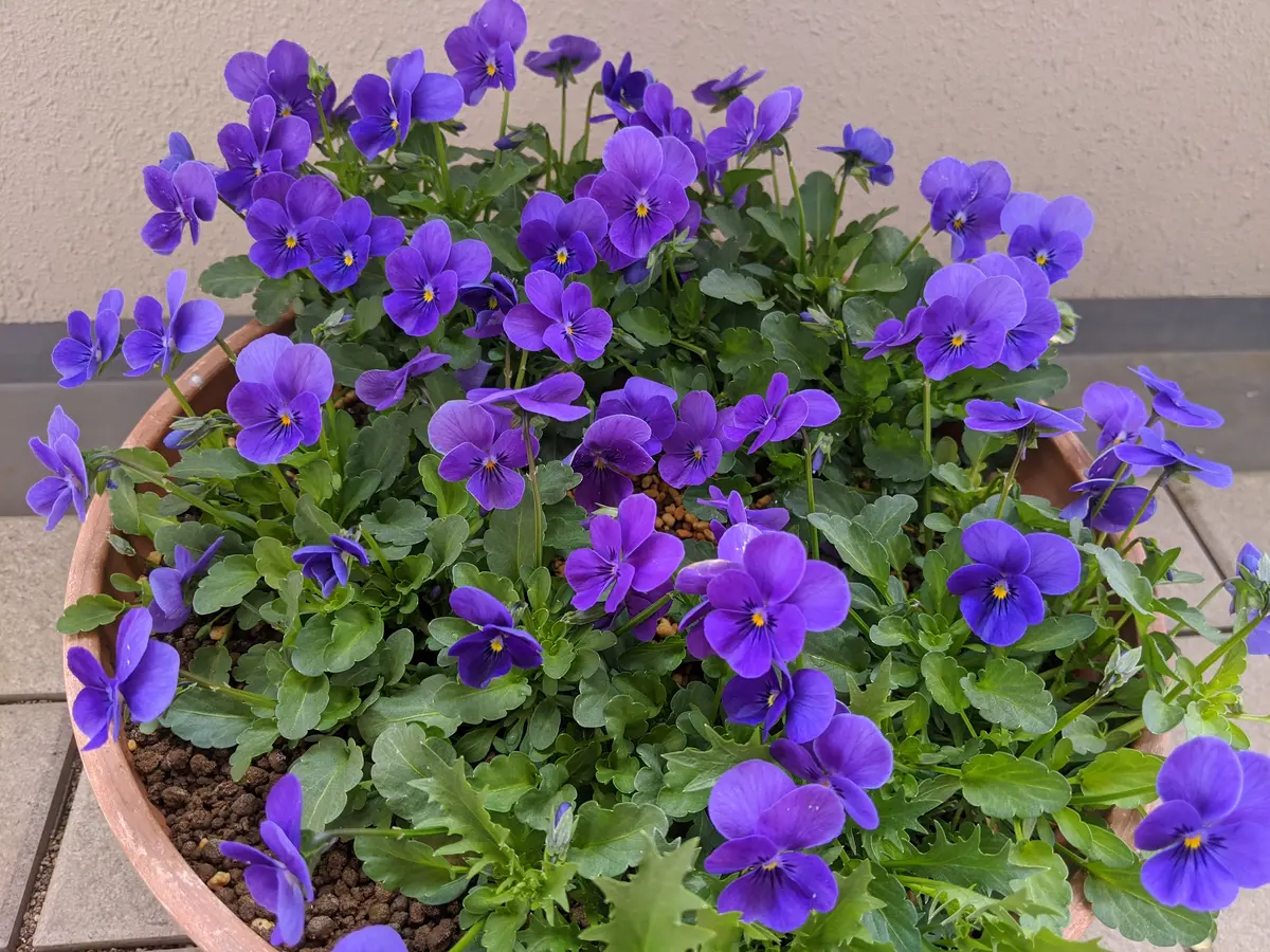 希少 ビオラ【すみれ図鑑】1ポット 11月20日終了 北島園芸さん