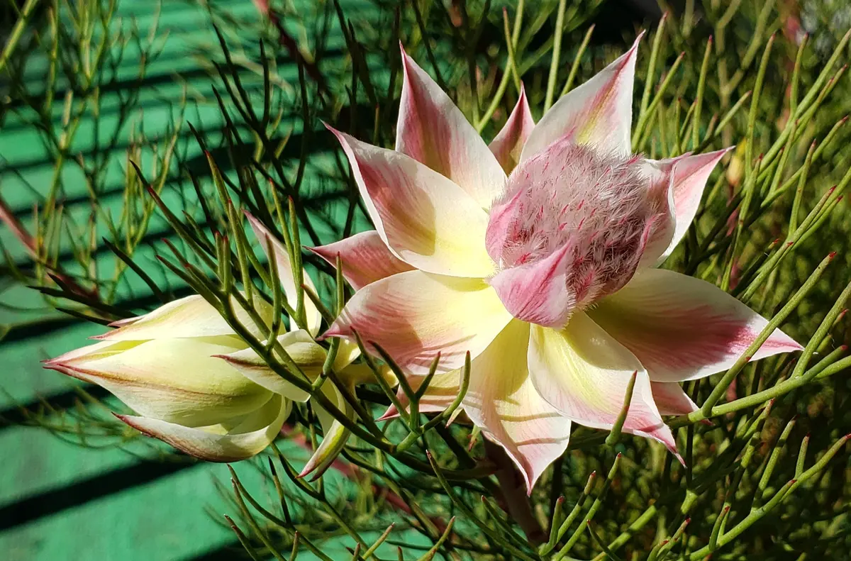 セルリア・プリティピンク紙細工みたいな花｜育てやすい品種e