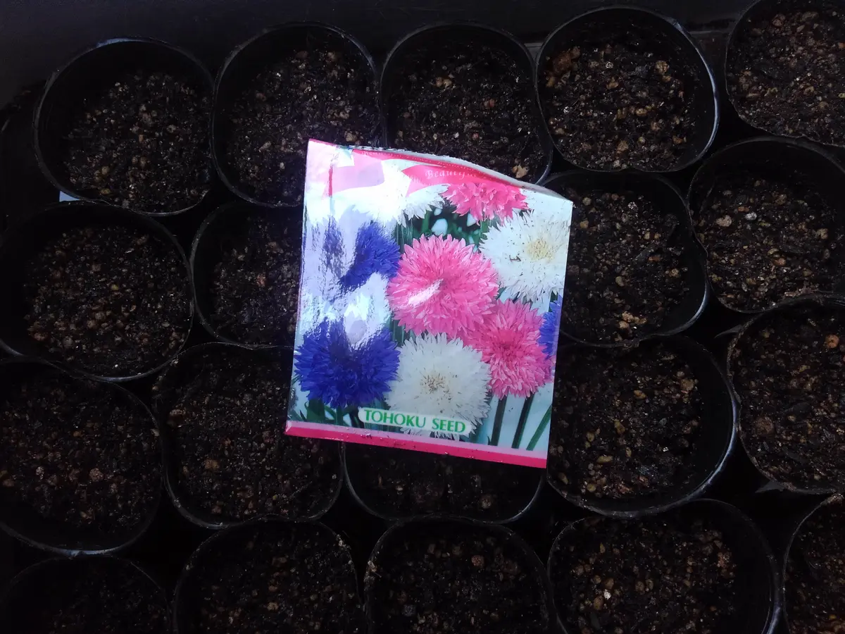 矢車草2021に向けて｜そだレポ（栽培レポート）byふりえび｜みんなの