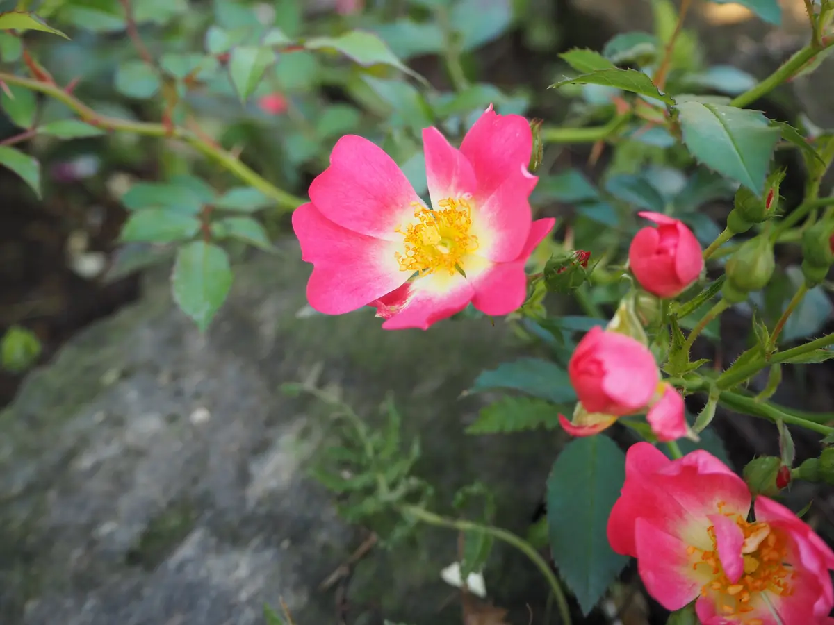 人生初の薔薇。病気に強いミニ薔薇に初挑戦。｜そだレポ（栽培レポート