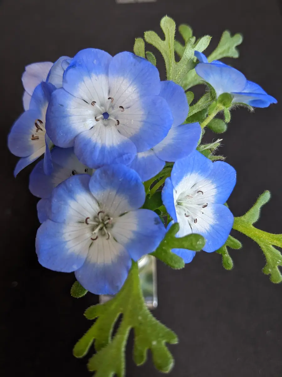 ネモフィラを種から育てる2020~2023｜そだレポ（栽培レポート）by