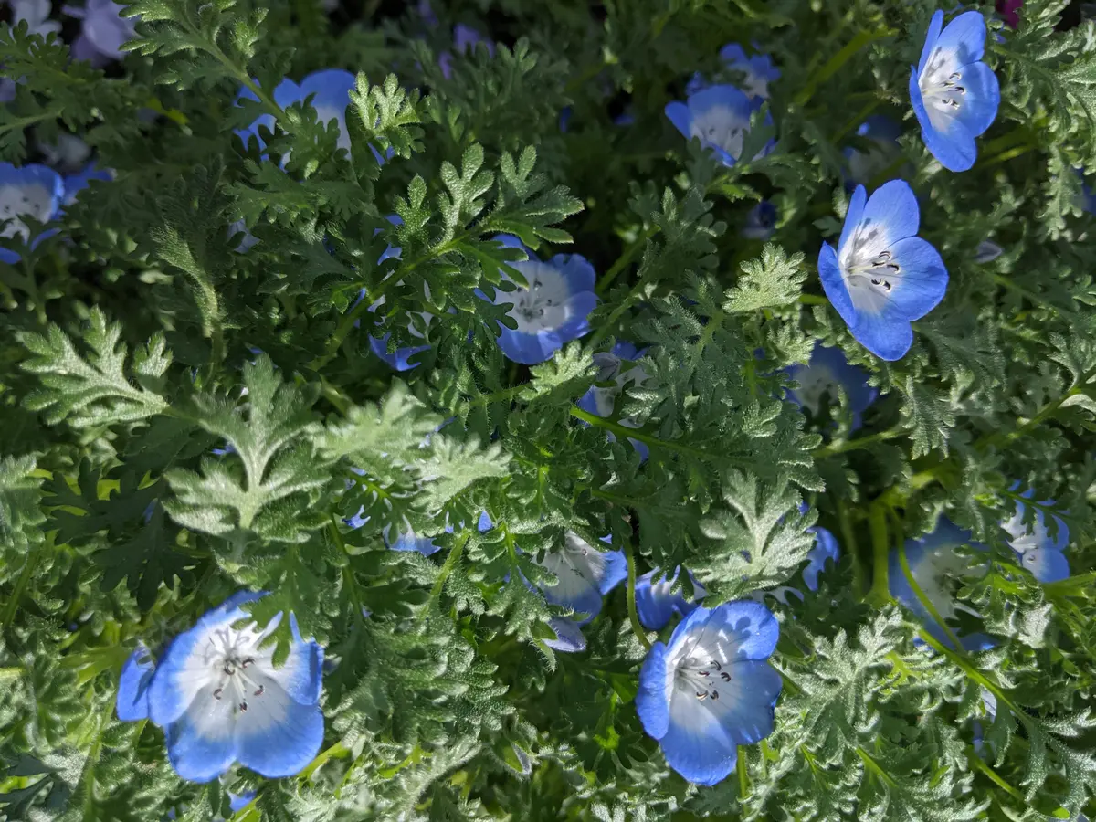 ネモフィラを種から育てる2020~2023｜そだレポ（栽培レポート）by