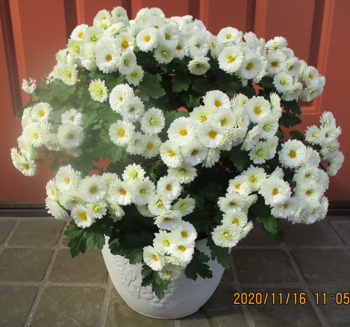小紋 菊 菊のグラデーション 白地 可愛い NK-1150 白菊色地 | 西川貞三郎商店