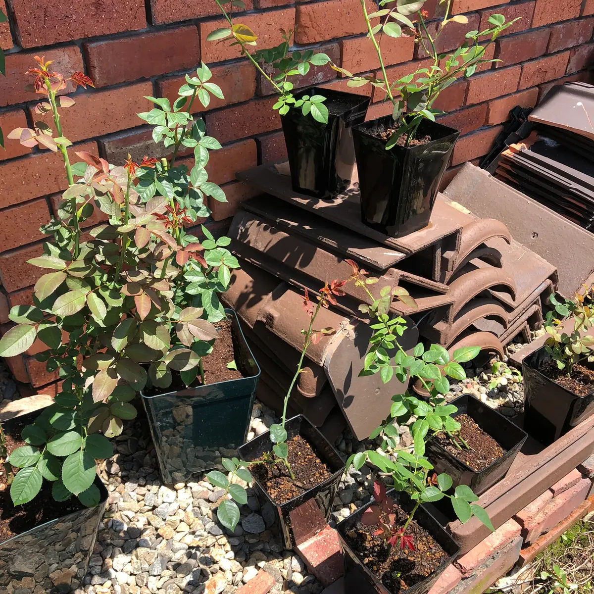 エブリン挿し木日記｜そだレポ（栽培レポート）byもも。｜みんなの趣味