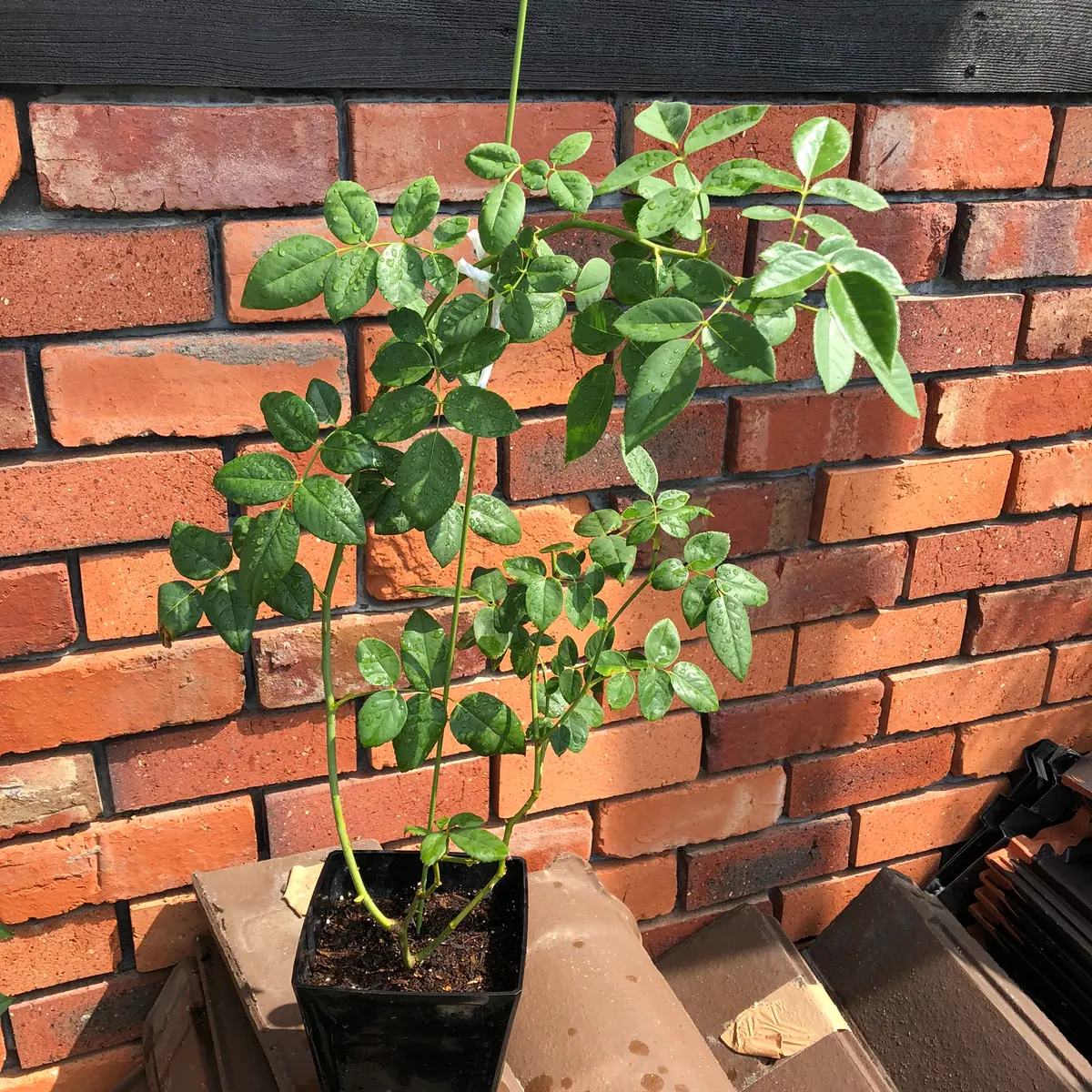 エブリン挿し木日記｜そだレポ（栽培レポート）byもも。｜みんなの趣味