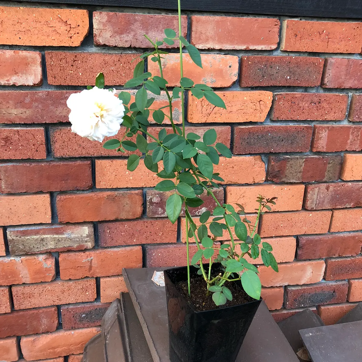 エブリン挿し木日記｜そだレポ（栽培レポート）byもも。｜みんなの趣味