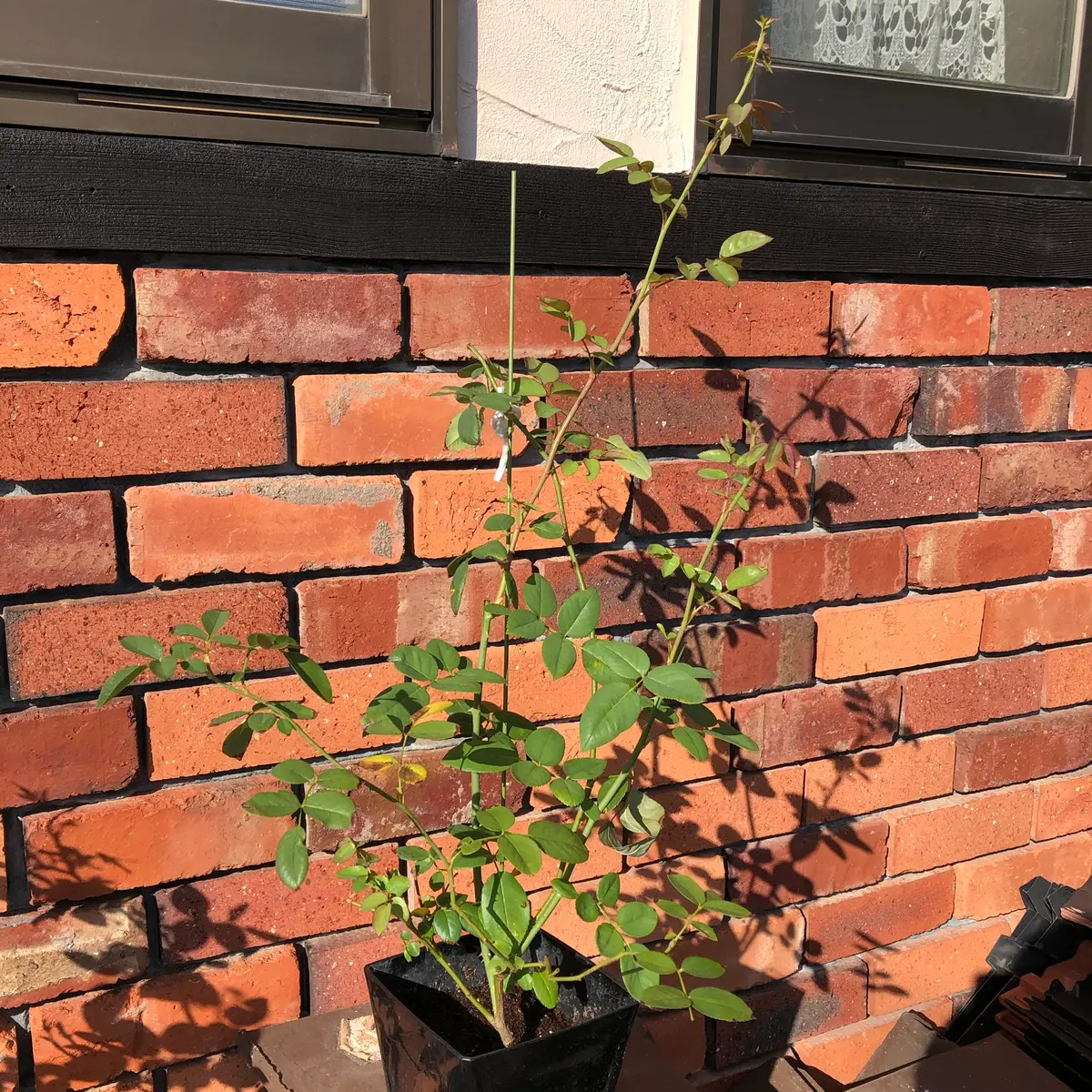 エブリン挿し木日記｜そだレポ（栽培レポート）byもも。｜みんなの趣味