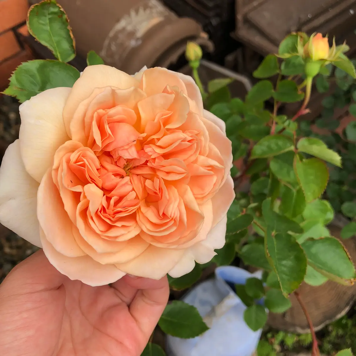 エブリン苗 エブリン挿し木日記｜そだレポ（栽培レポート）byもも。｜みんなの趣味