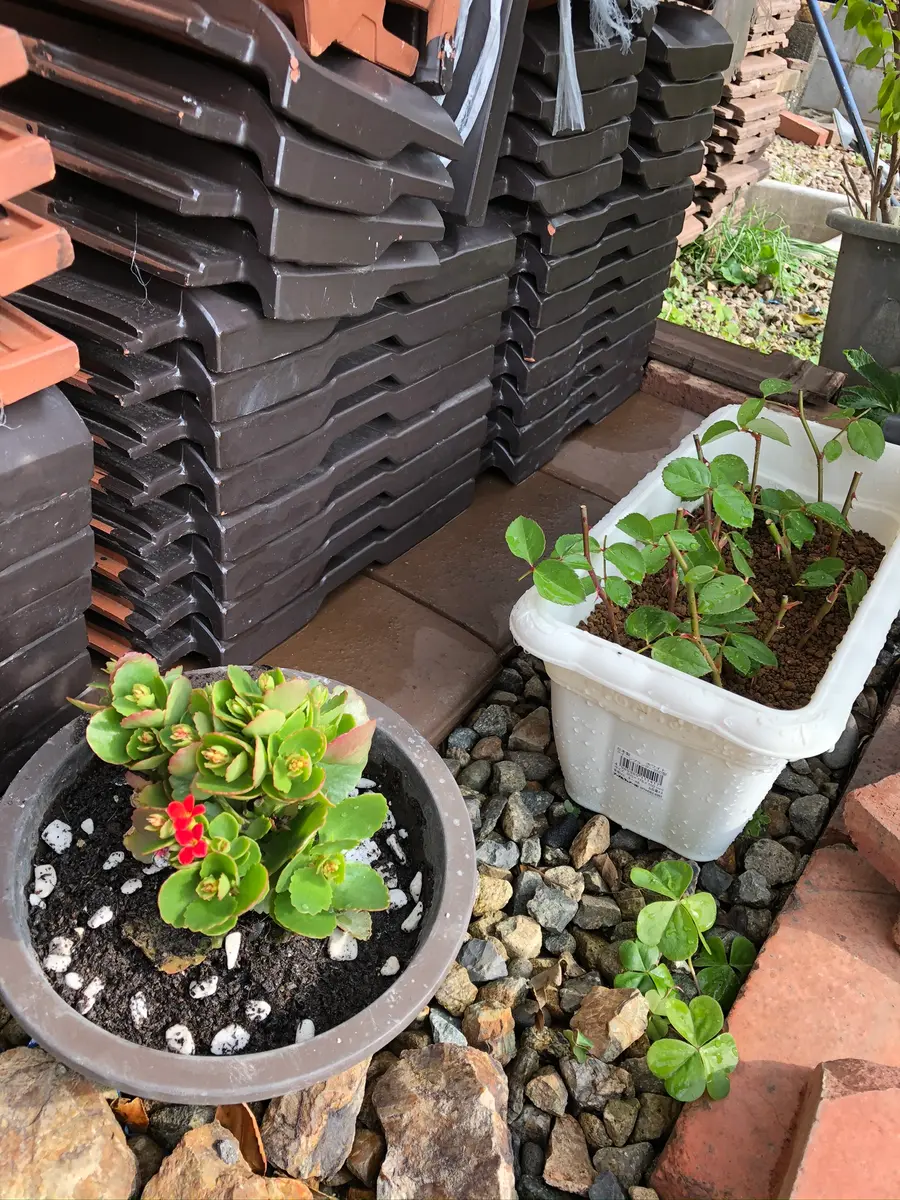 エブリン挿し木日記｜そだレポ（栽培レポート）byもも。｜みんなの趣味