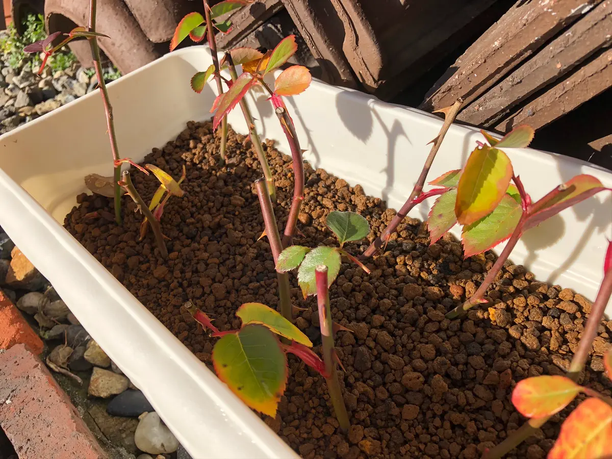 エブリン挿し木日記｜そだレポ（栽培レポート）byもも