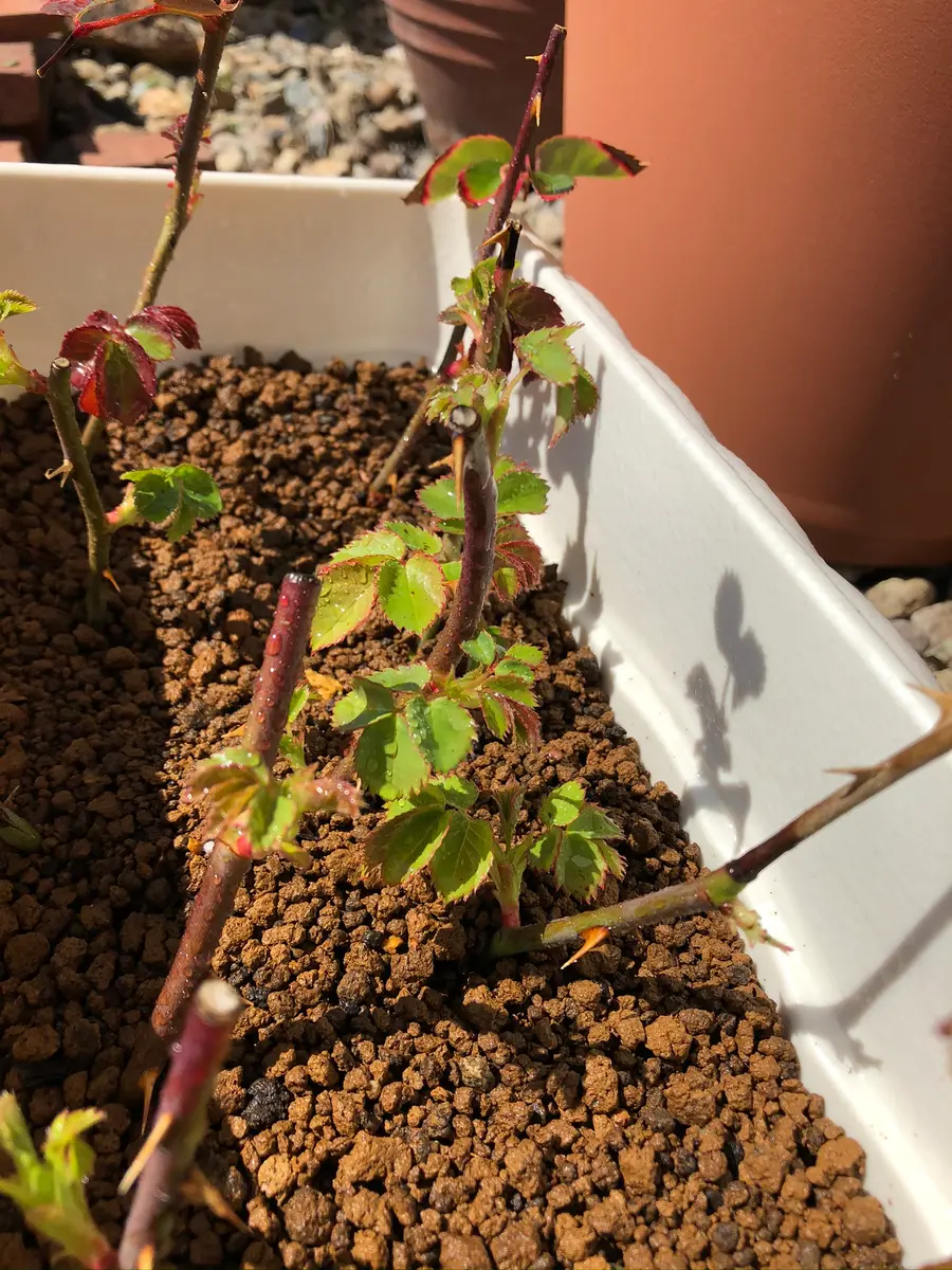 エブリン挿し木日記｜そだレポ（栽培レポート）byもも。｜みんなの趣味