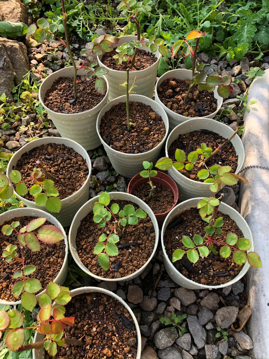 エブリン挿し木日記｜そだレポ（栽培レポート）byもも。｜みんなの趣味