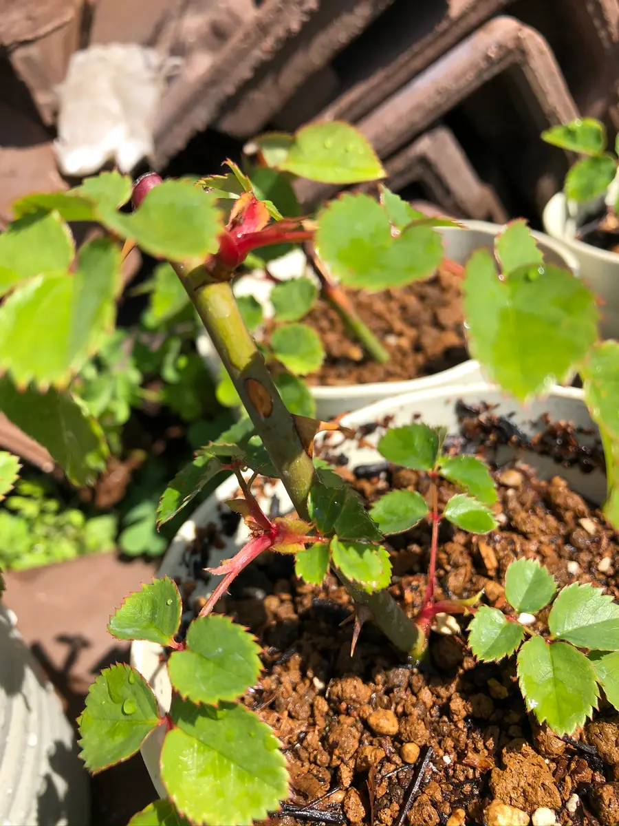 エブリン挿し木日記｜そだレポ（栽培レポート）byもも。｜みんなの趣味