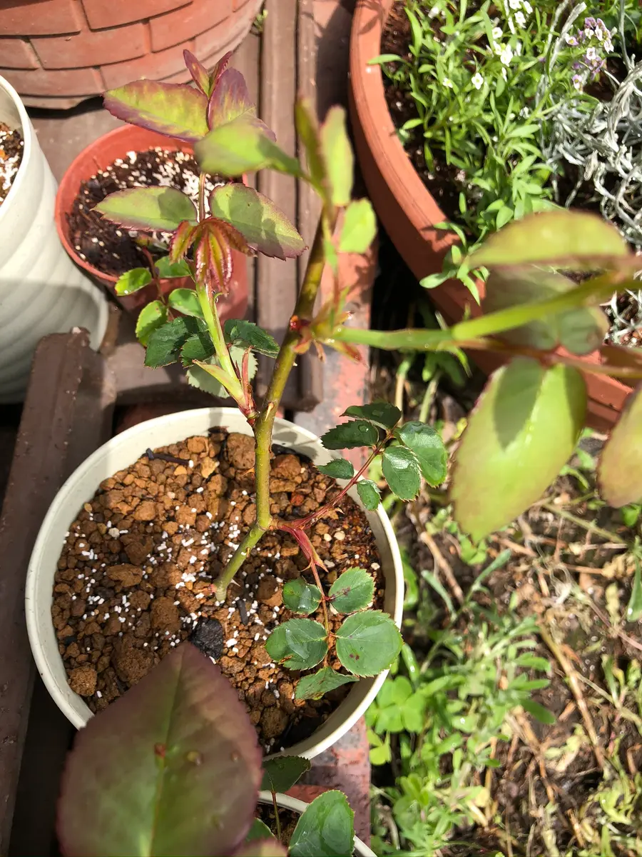 エブリン挿し木日記｜そだレポ（栽培レポート）byもも。｜みんなの趣味