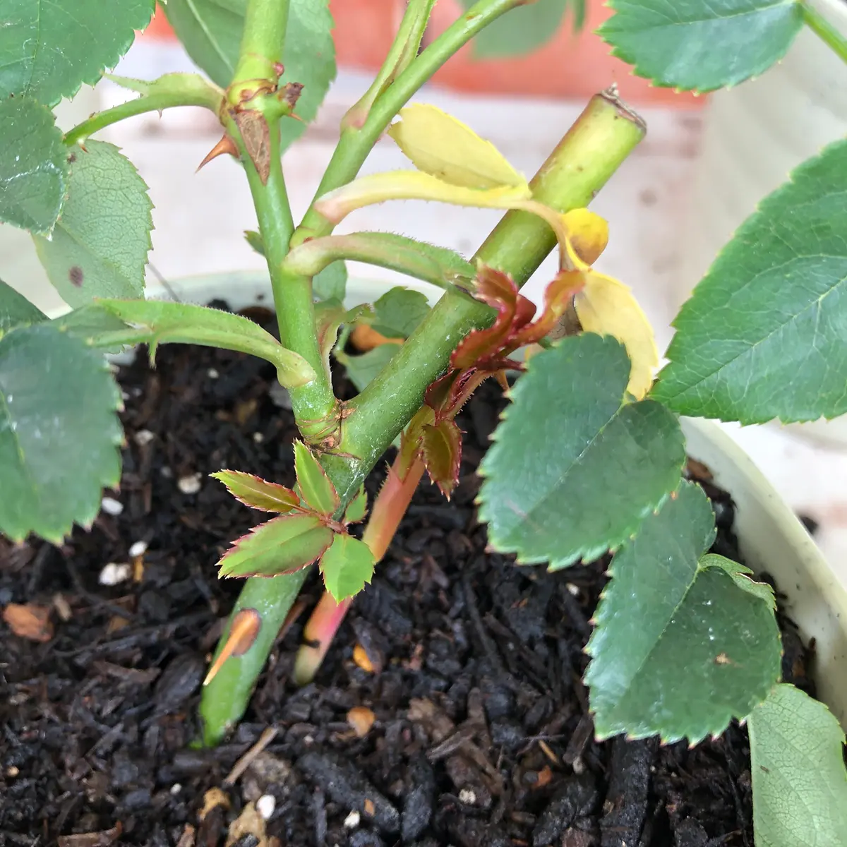 エブリン挿し木日記｜そだレポ（栽培レポート）byもも。｜みんなの趣味