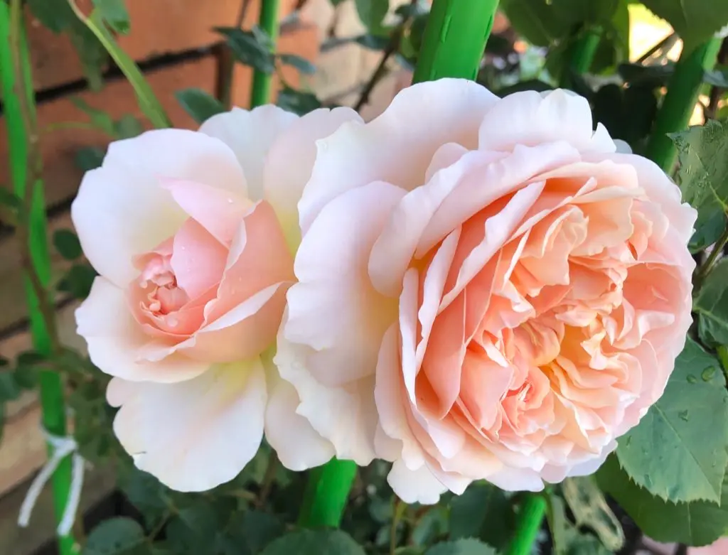 エブリン苗 バラ苗 図鑑 エブリン Evelyn 国産ノイバラ台木使用 | ブランドから