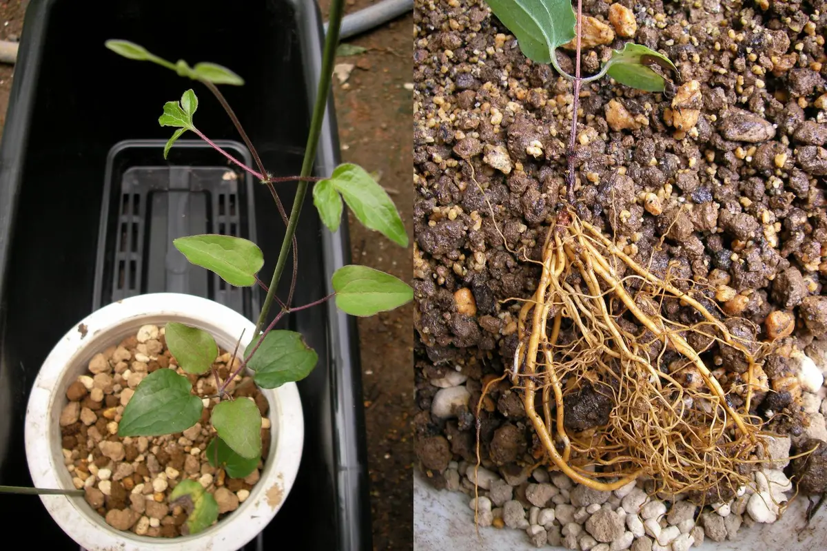 クレマチスの種　サンプル　例 クレマチスの種 サンプル 例 【公式通販】