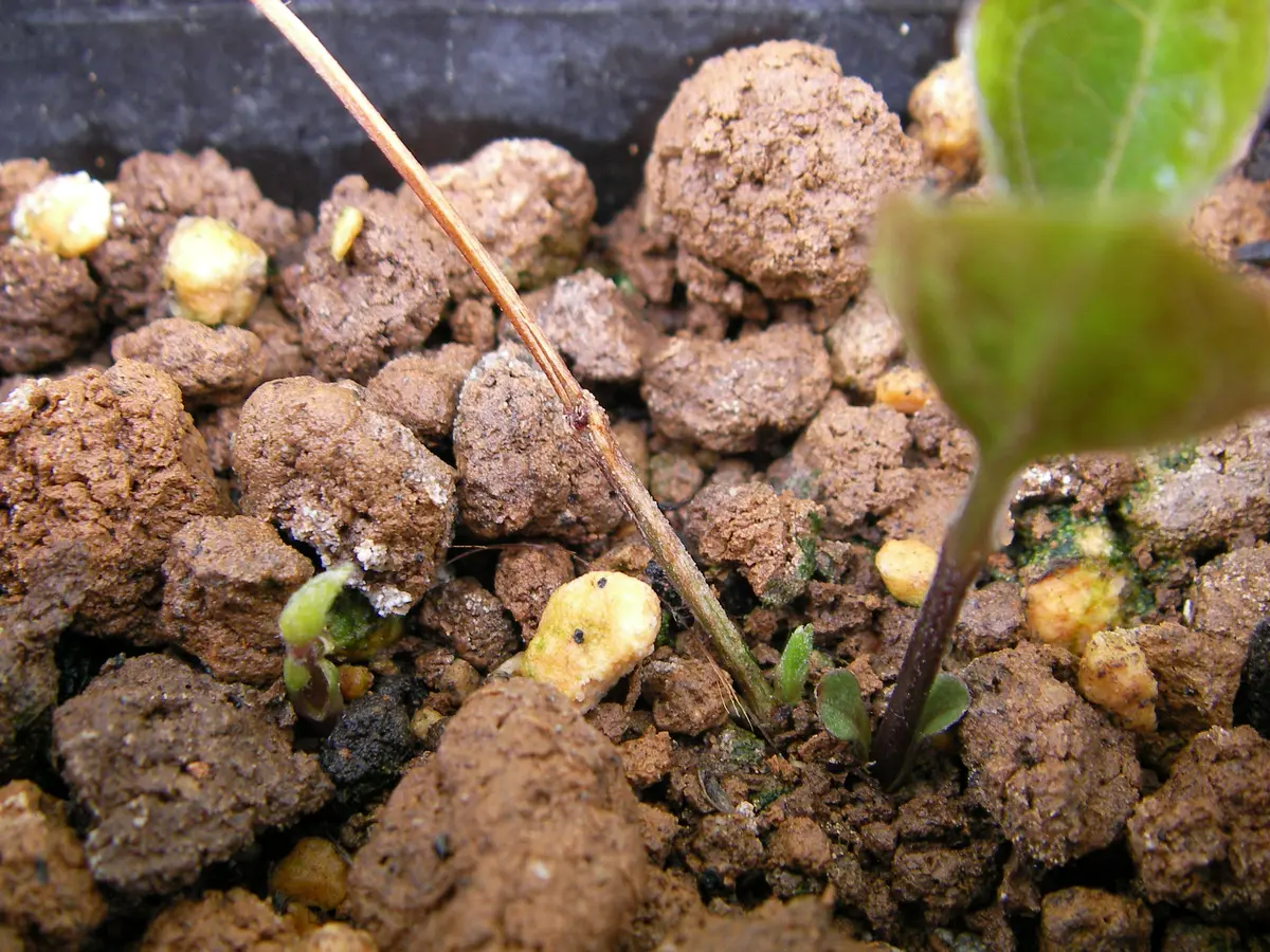 クレマチスの種　サンプル　例 クレマチスの種 サンプル 例 【公式通販】